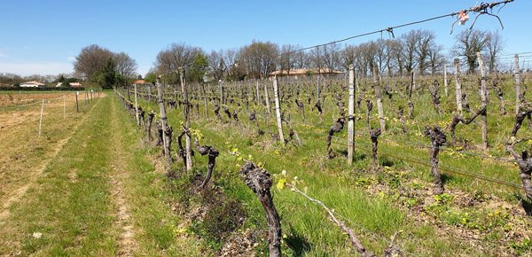 vignes-gite-margastau