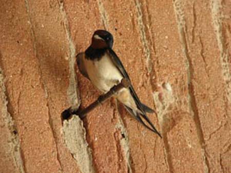 24-the swallow