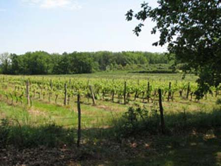26-vineyard